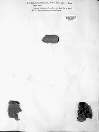Polyporus salicinus image